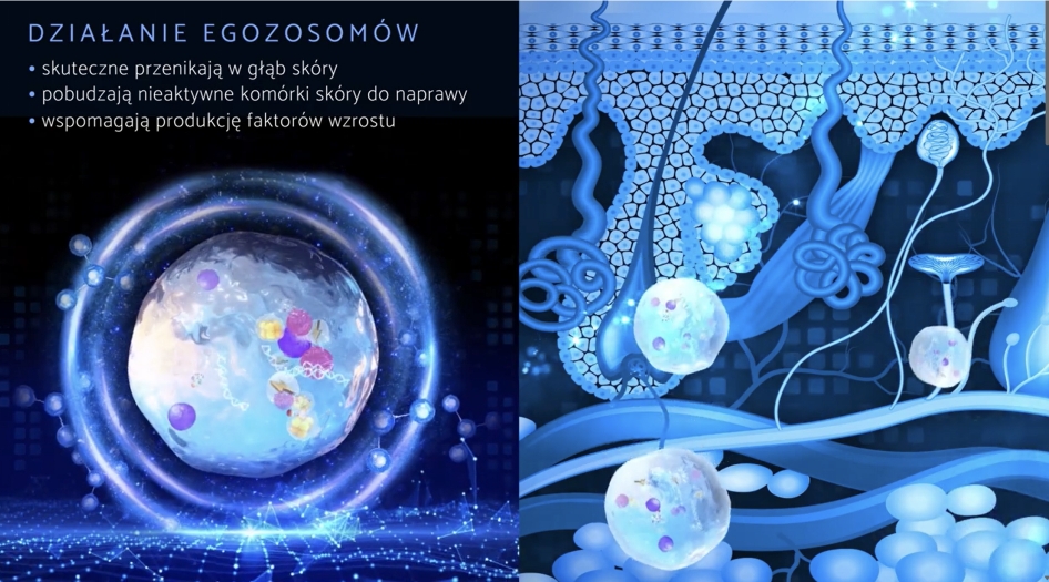 Działanie egzosomów